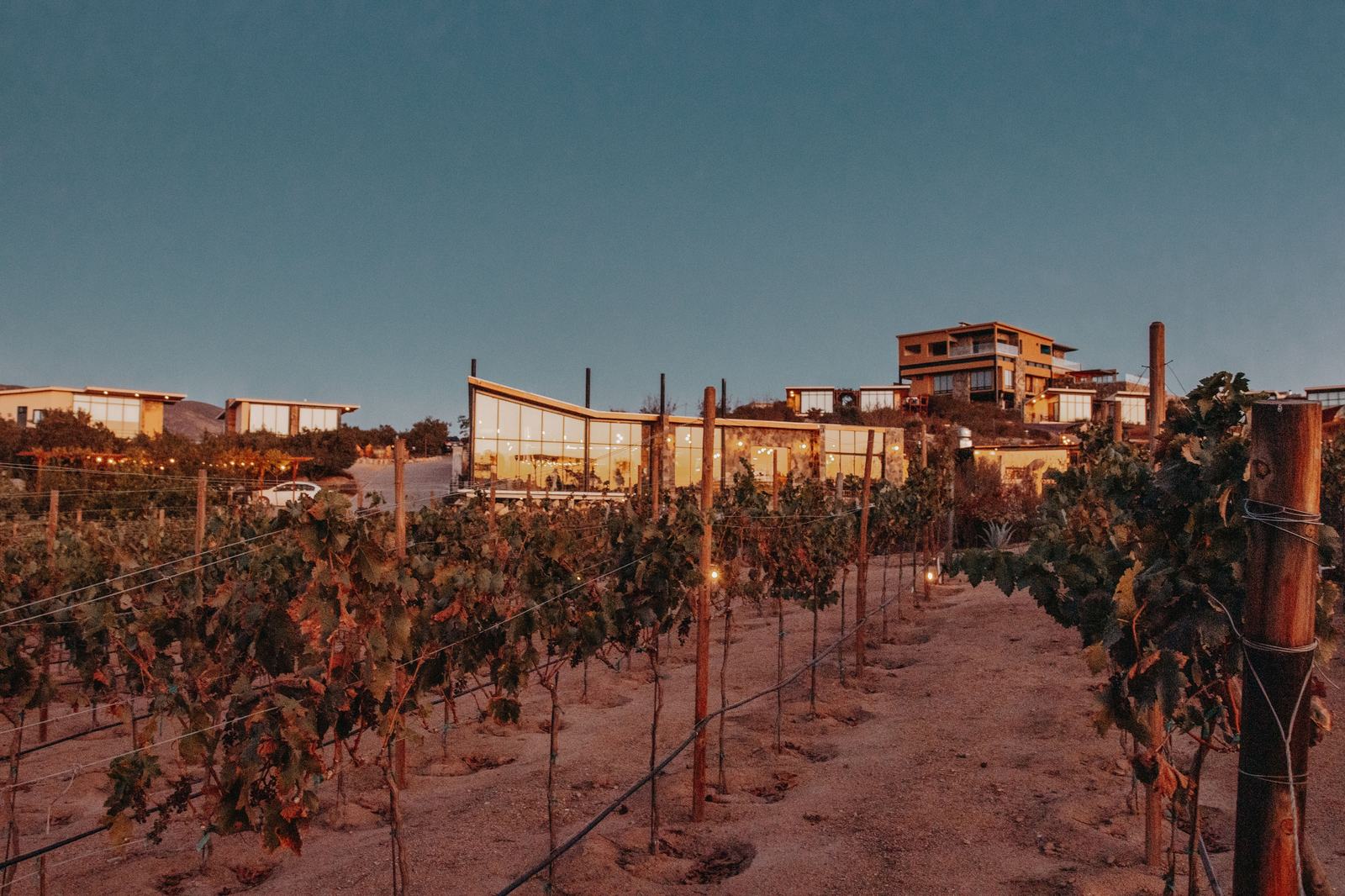 Viñedos del Valle de Guadalupe al atardecer, Baja California